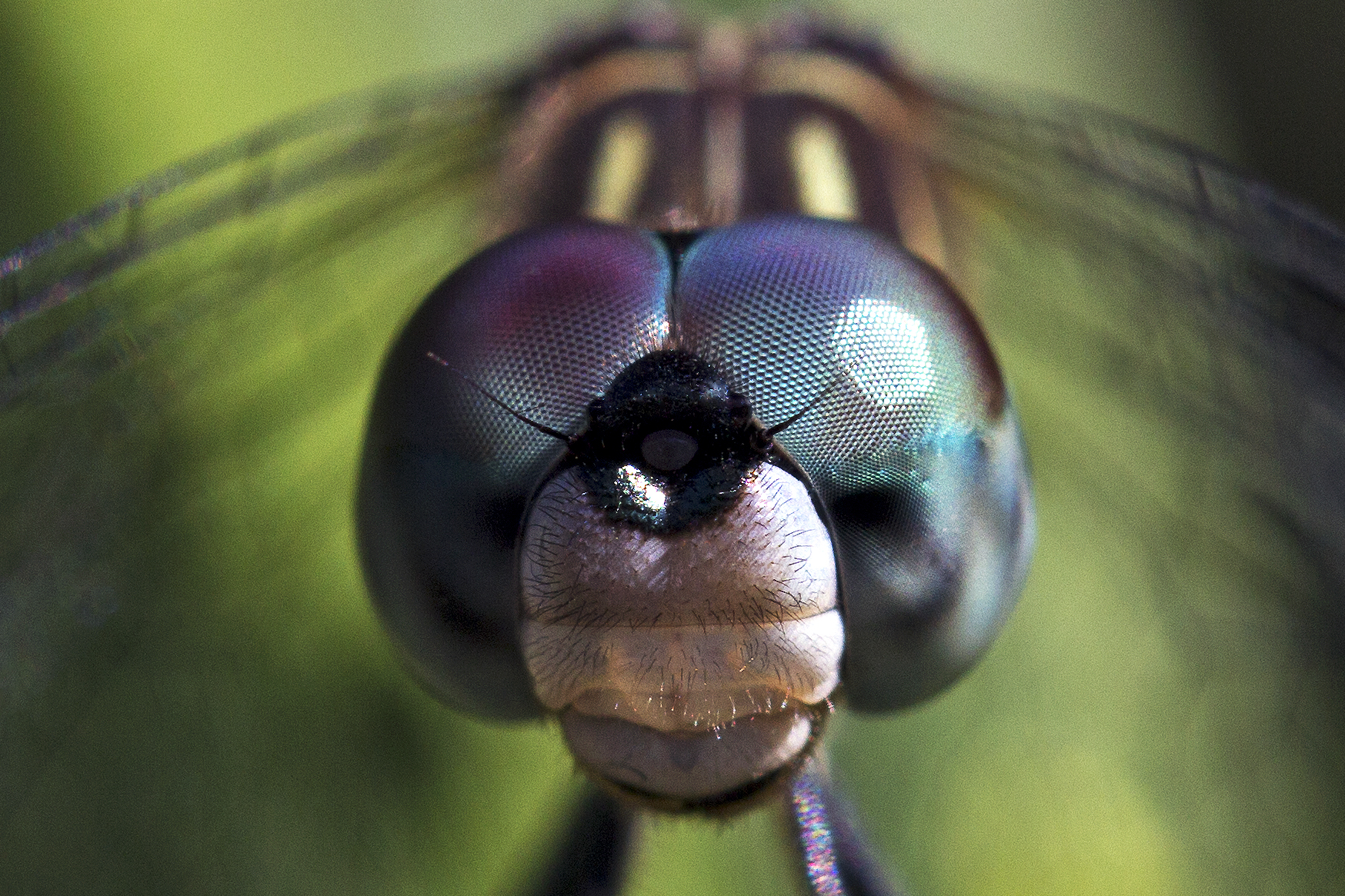 dragonfly-eyes