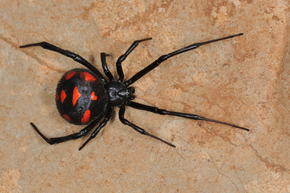 black-widow-spider