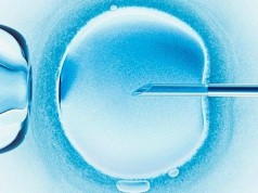 Холандија одобри одгледување на човечки ембриони за научни истражувања
