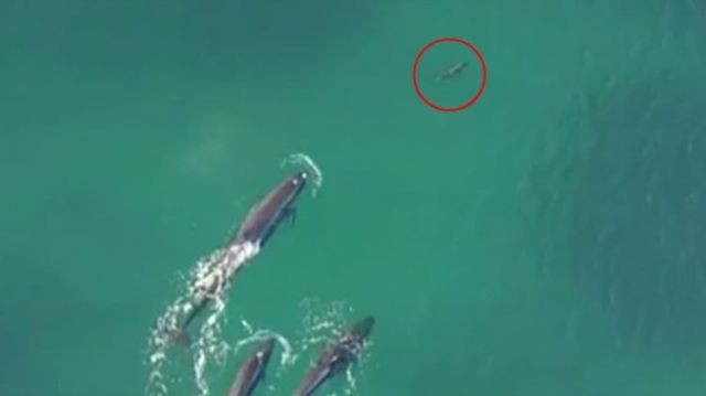 WhaleChase_web_1024
