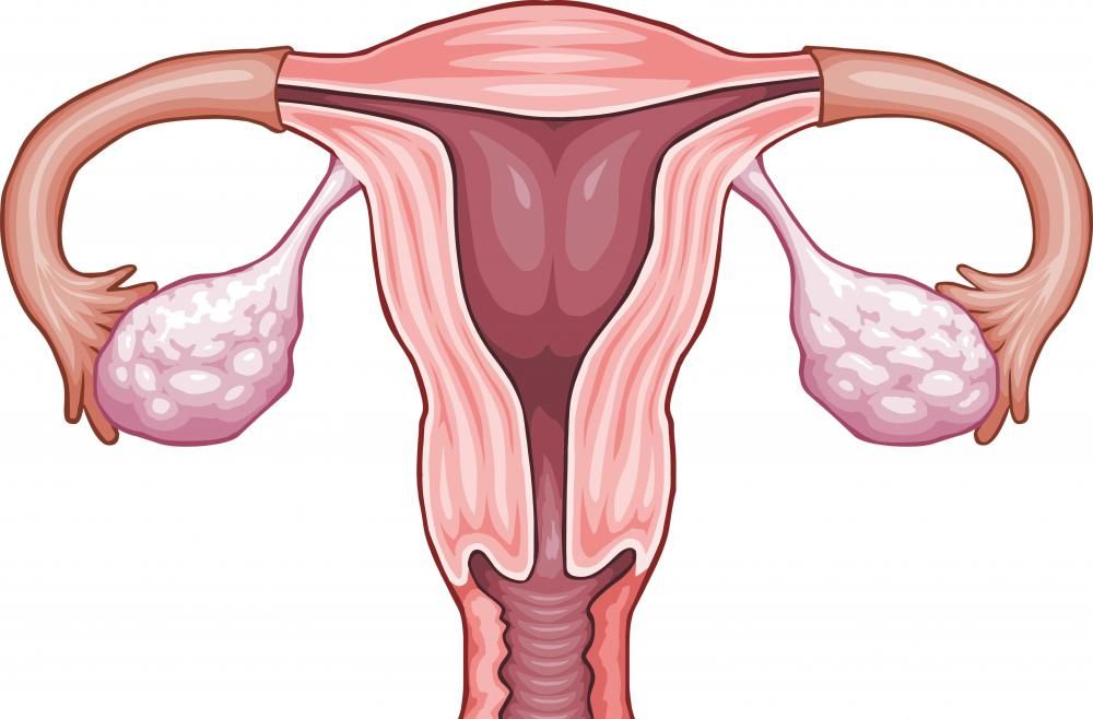 uterus-and-ovaries-drawing