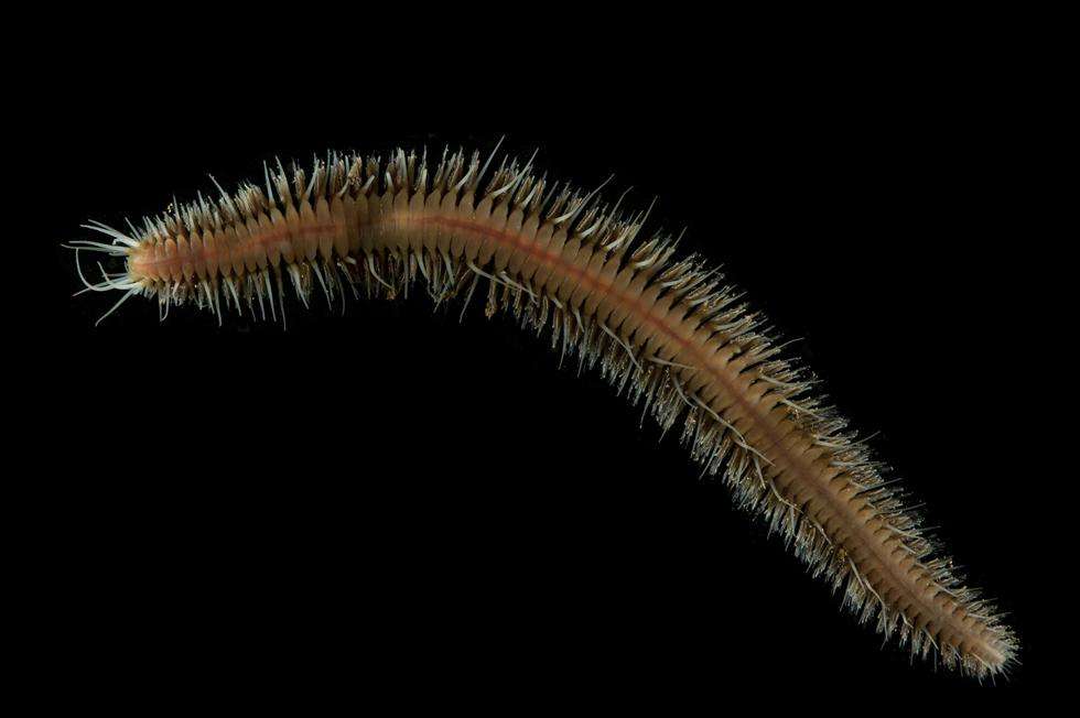 Polychaete from Dragon vent field