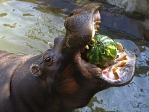 11-hippopotamuses-500-deaths-a-year