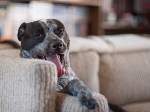 4-dogs-35000-deaths-a-year