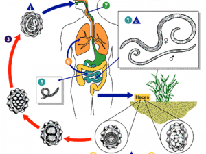 8-ascaris-roundworms-4500-deaths-a-year
