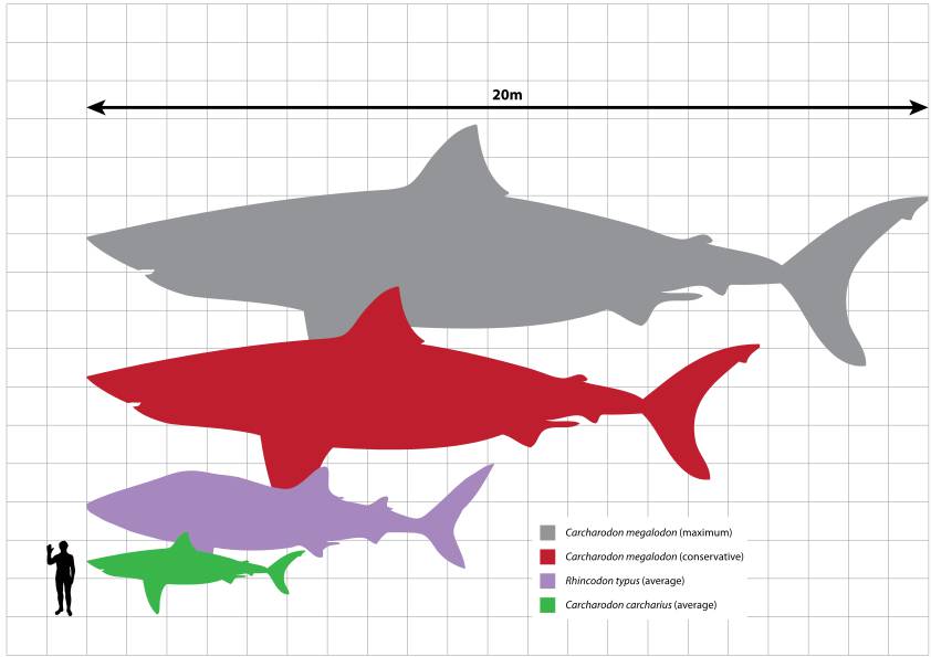 Megalodon_scale