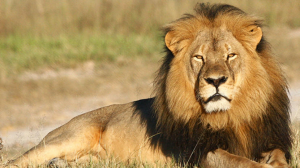 bdf03b9e42a28602015a9b964229d44e