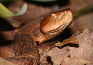 well-14-dockery-snake-bites-feature-image-02-610x428