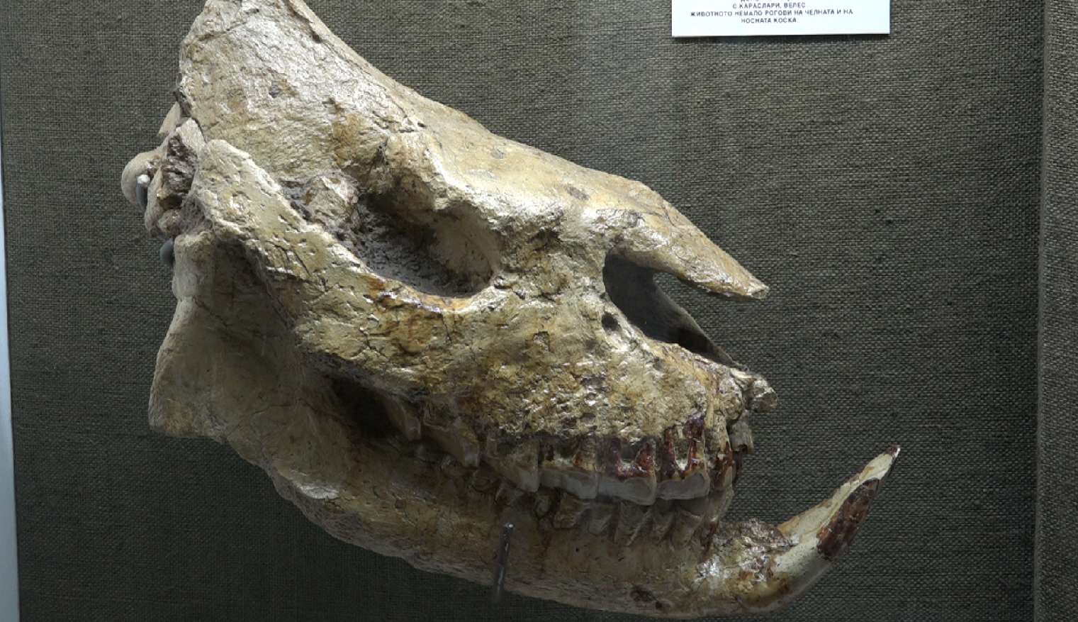 остатоци од предисториски носорог