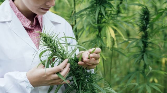 marijuana-research