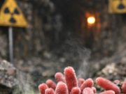 Изненадувачко Откритие во Фукушима: Обични Микроби Напредуваат во Радиоактивна Средина