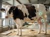 Само 10 честички H5N1 можат да заразат крава