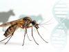 Првпат генетски уредени мушички Culicoides за истражување на болести кај добитокот