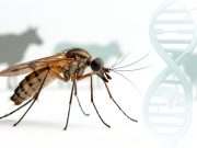 Првпат генетски уредени мушички Culicoides за истражување на болести кај добитокот