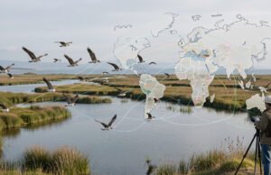 Движењето на птиците помага во следењето на Х5Н1