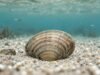 Тврда морска школка лежи полузакопана во песок под мирна, сино-зелена морска вода.