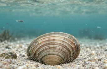 Тврда морска школка лежи полузакопана во песок под мирна, сино-зелена морска вода.